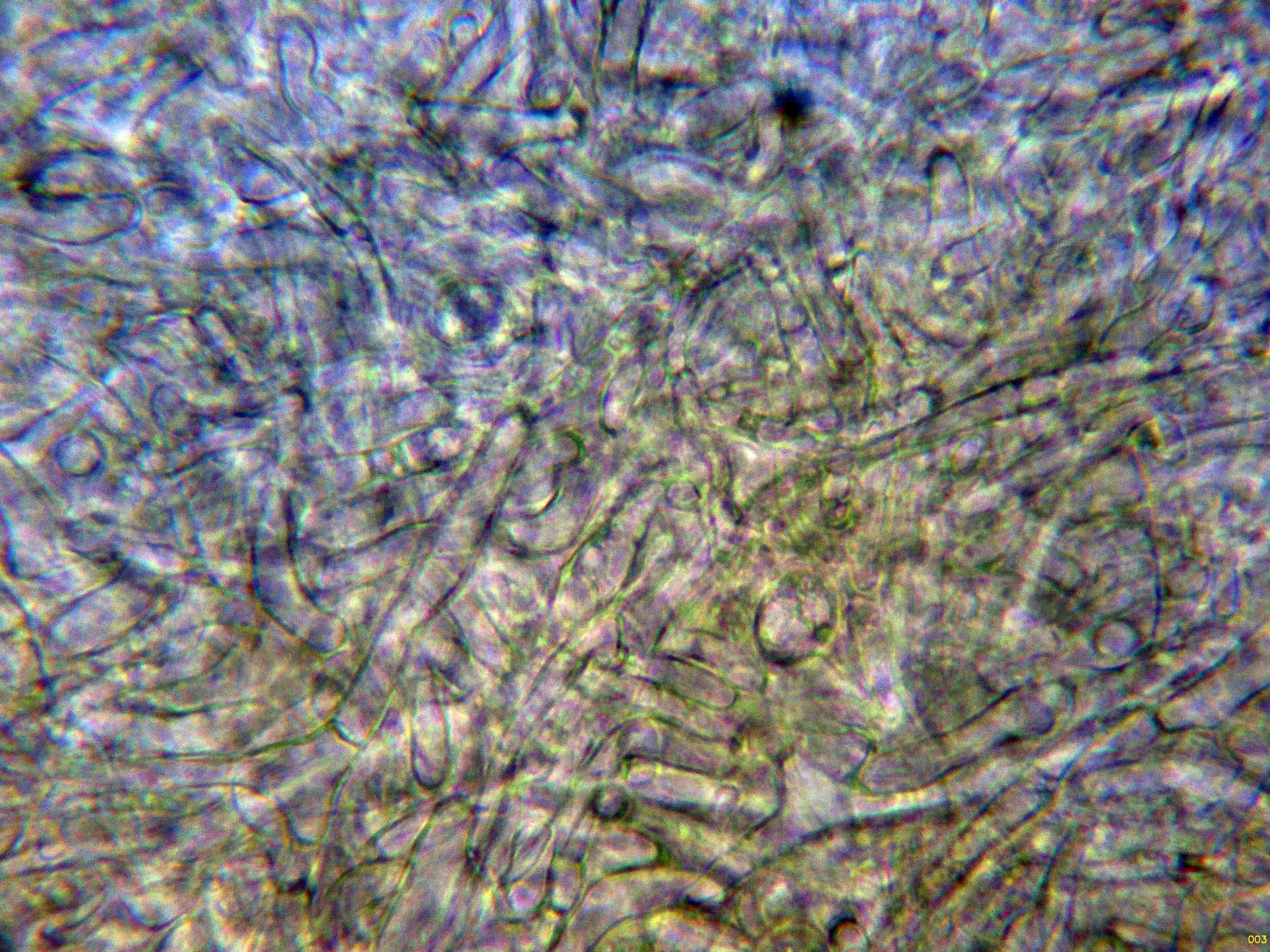 10 - Excípulo medular agua-003